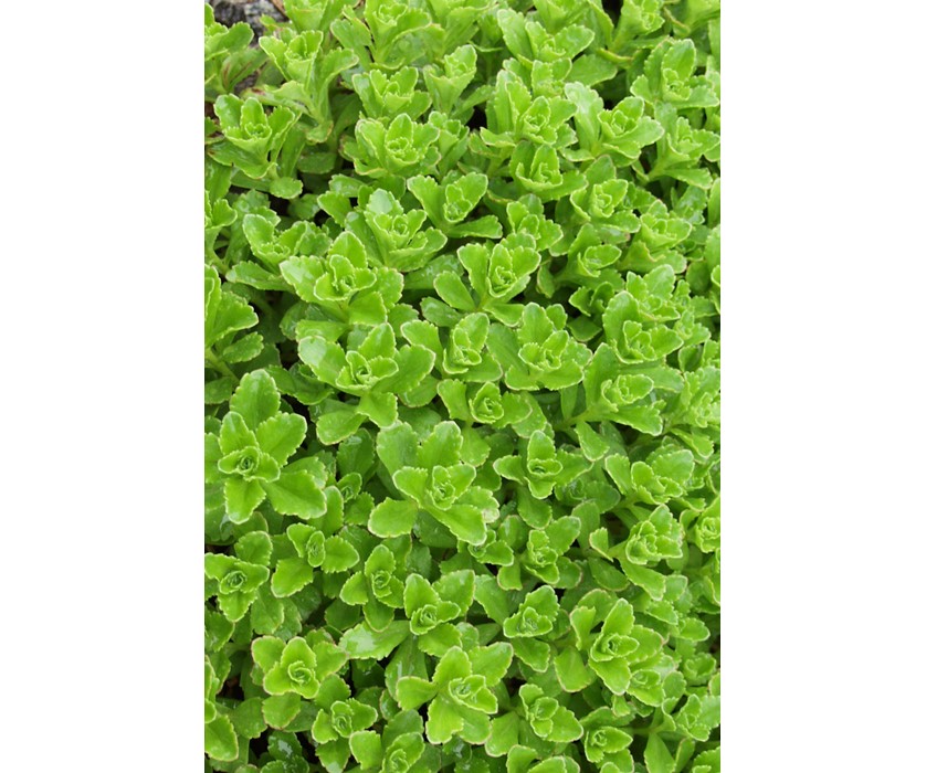 Orange Stonecrop